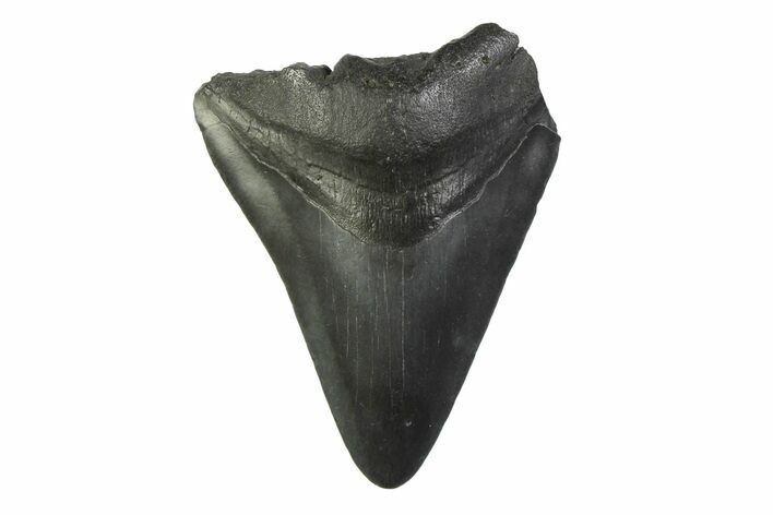 Bargain, Fossil Megalodon Tooth - South Carolina #341368
